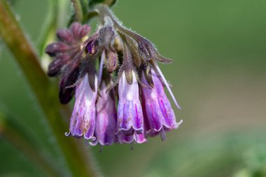 Çiçek açan Comfrey (simphytum officinale) makro çekimi