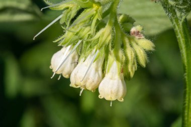 Çiçekler çiçek açtığında (simfizum officinale) ortak comfrey yakın çekim