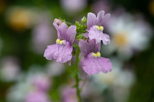 Närbild Rosa Nemesia Blommor Blom — Stockfoto