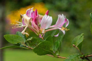 Çiçek açan yaygın bir hanımeli (lonicera periclymenum) çiçeğine yaklaş