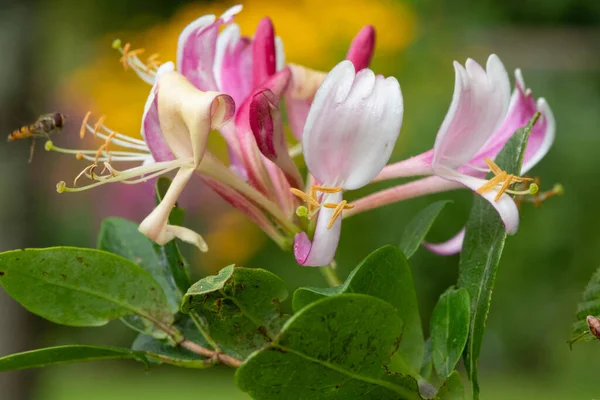 Çiçek Açan Yaygın Bir Hanımeli Lonicera Periclymenum Çiçeğine Yaklaş — Stok fotoğraf