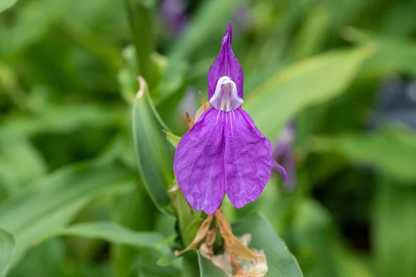 Nahaufnahme Einer Blühenden Roscoea Purpurea Blume — Stockfoto