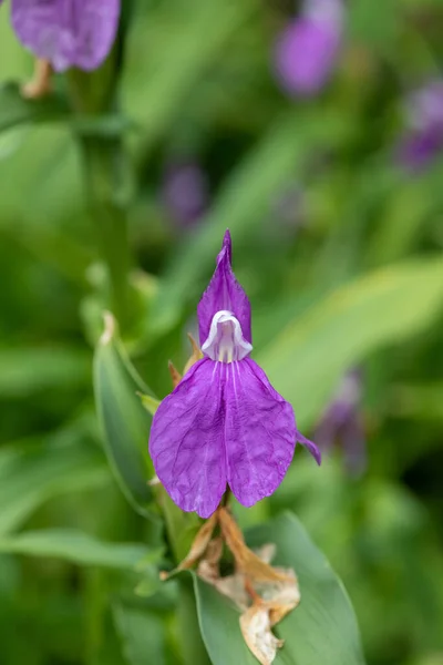 Närbild Roscoea Purpurea Blomma Blom — Stockfoto
