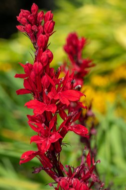 Kırmızı bir kardinal çiçeğine (lobelia cardinalis) çiçek açarken yaklaş