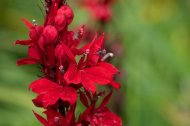 Kırmızı bir kardinal çiçeğine (lobelia cardinalis) çiçek açarken yaklaş