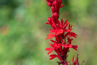 Kırmızı bir kardinal çiçeğine (lobelia cardinalis) çiçek açarken yaklaş