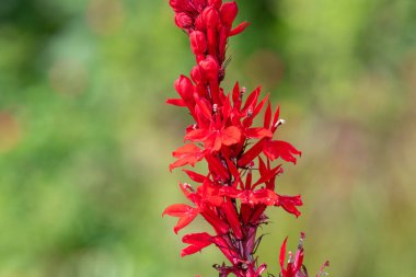 Kırmızı bir kardinal çiçeğine (lobelia cardinalis) çiçek açarken yaklaş