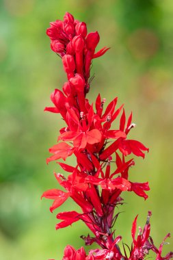 Kırmızı bir kardinal çiçeğine (lobelia cardinalis) çiçek açarken yaklaş