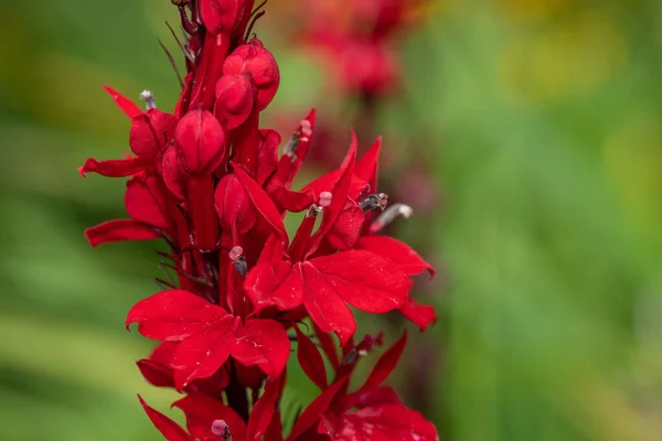 Kırmızı bir kardinal çiçeğine (lobelia cardinalis) çiçek açarken yaklaş