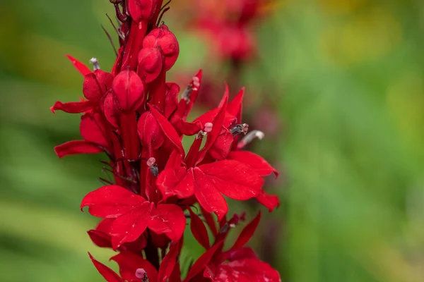 Zblízka Červené Kardinální Květiny Lobelia Cardinalis Rozkvětu — Stock fotografie