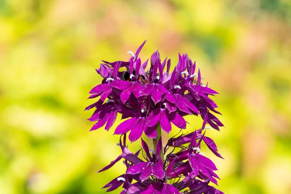 Närbild Lila Kardinal Blomma Lobelia Cardinalis Blom — Stockfoto