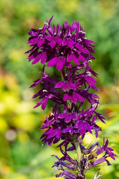 Närbild Lila Kardinal Blomma Lobelia Cardinalis Blom — Stockfoto