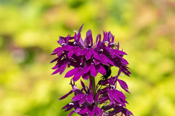 Närbild Lila Kardinal Blomma Lobelia Cardinalis Blom — Stockfoto