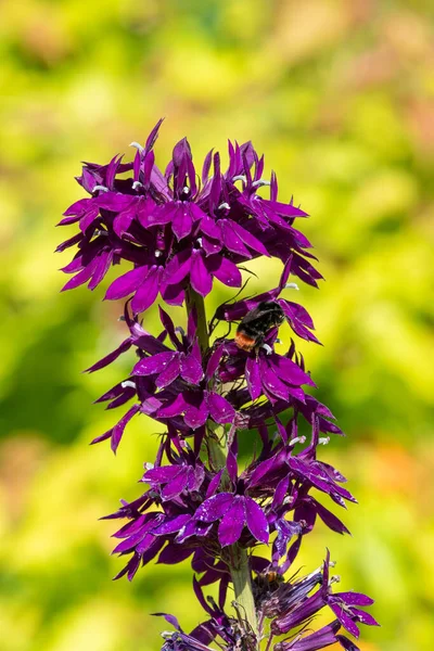 Närbild Lila Kardinal Blomma Lobelia Cardinalis Blom — Stockfoto