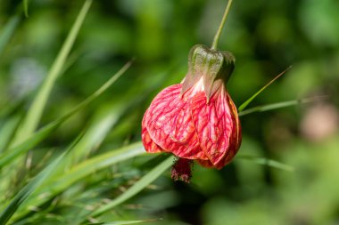 Çiçek açmış bir Çin fenerinin (abutilon pictum) kapağını kapat