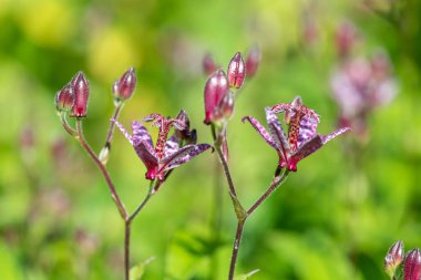 Kurbağa zambağı (tricyrtis hirta) çiçeklerinin açılışını kapat