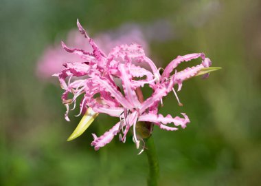 Çiçek açmış bir Guernsey zambağı (nerine bowdenii) yakın plan