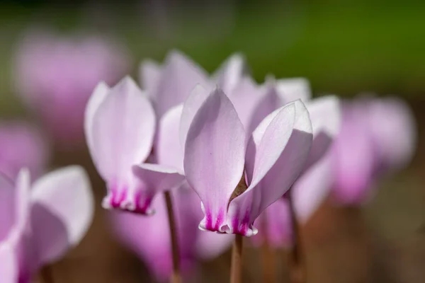 Close Ivy Leaved Cyclamen Cyclamen Hederifolium Flowers Bloom — Stock Photo, Image