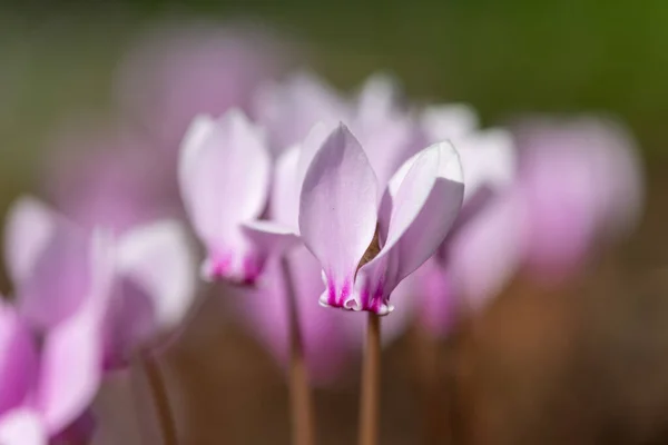Close Ivy Leaved Cyclamen Cyclamen Hederifolium Flowers Bloom — Stock Photo, Image