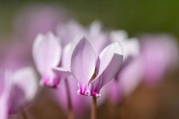 Virágzó Borostyánlevelű Ciklámen Ciklámen Hederifolium Virágok Közelsége — Stock Fotó