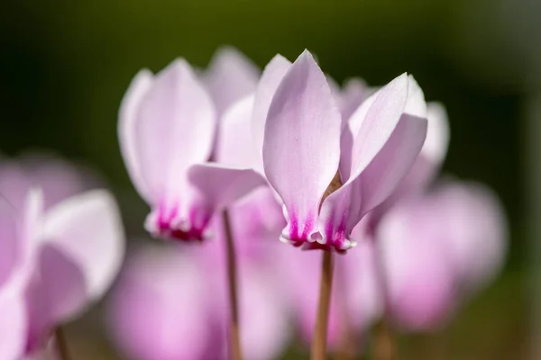 Close Ivy Leaved Cyclamen Cyclamen Hederifolium Flowers Bloom — Stock Photo, Image