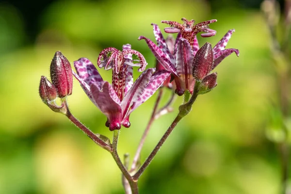 Kurbağa zambağı (tricyrtis hirta) çiçeklerinin açılışını kapat
