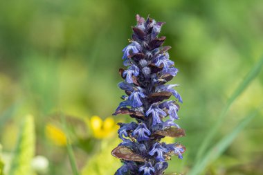 Çiçek açmış bir borazanın (ajuga reptans) kapanışı