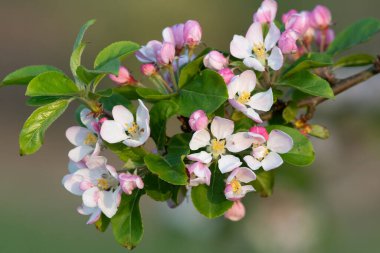 Çiçek açan malus çiçeklerini kapat.