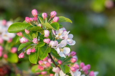 Çiçek açan malus çiçeklerini kapat.