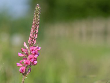 Çiçek açan yaygın bir azize çiçeğinin (onobrychis viciifolia) kapanışı