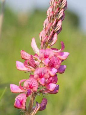 Çiçek açan yaygın bir azize çiçeğinin (onobrychis viciifolia) kapanışı