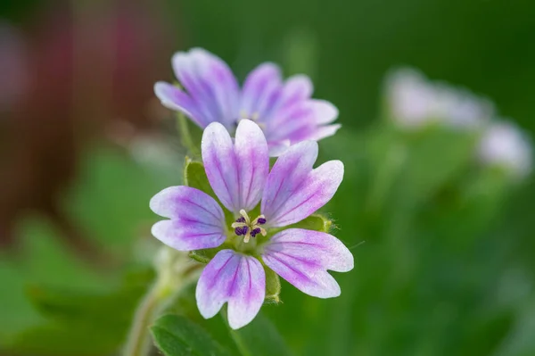 Macro Shot Colombe Piede Geranio Geranio Molle Fiori Fiore — Foto Stock