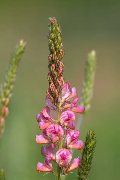 Gros Plan Une Fleur Commune Sainfoin Onobrychis Viciifolia Fleur — Photo