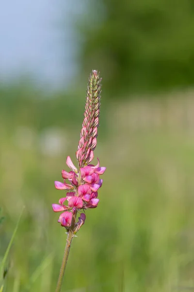 Gros Plan Une Fleur Commune Sainfoin Onobrychis Viciifolia Fleur — Photo