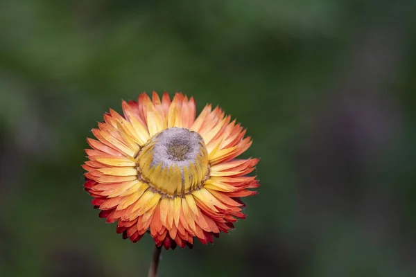 Primer Plano Una Flor Fresa Color Naranja Xerochrysum Bracteatum Flor — Foto de Stock