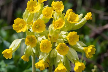 Çiçek açarken yaygın inek kaymalarına (primula veris) yakınlaş