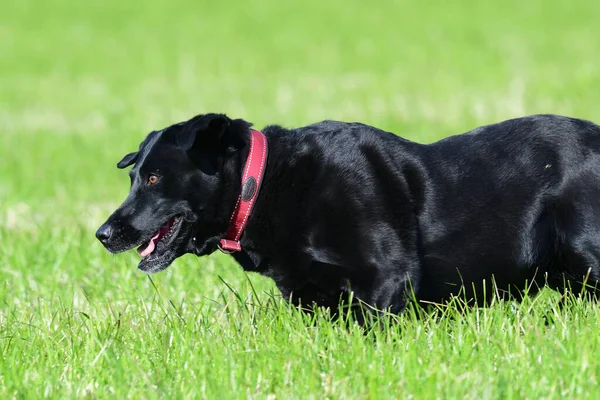 Bir Tarlada Koşan Genç Siyah Bir Labrador Aksiyon Çekimi — Stok fotoğraf