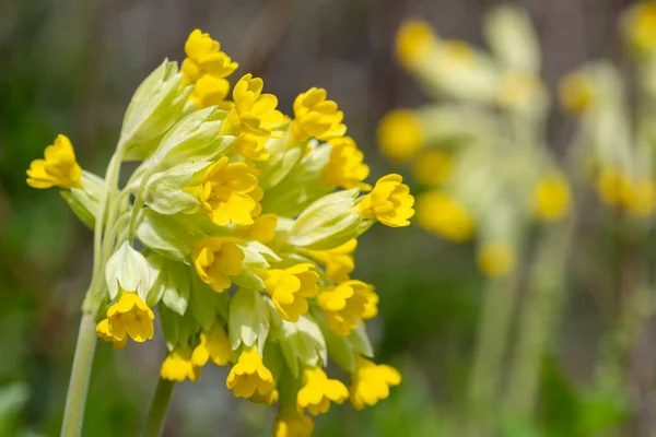 Közeli Kép Közönséges Tehéncsúszdák Primula Veris Virágzik — Stock Fotó