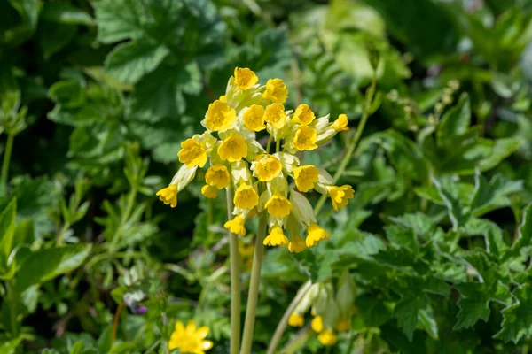 Közeli Kép Közönséges Tehéncsúszdák Primula Veris Virágzik — Stock Fotó