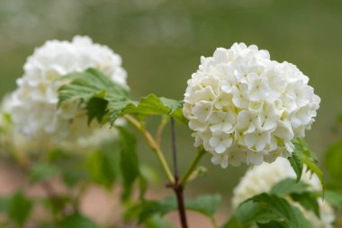 Çiçekleri bir viburnum opulus çalılığında kapat