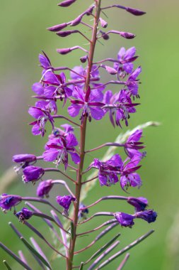 Fireweed 'i (chamaenerion angusifolium) çiçek açarken kapat