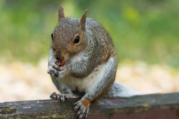 Портрет Восточно Серой Белки Sciurus Carolinensis Сидящей Скамейке Парке Поедающей — стоковое фото