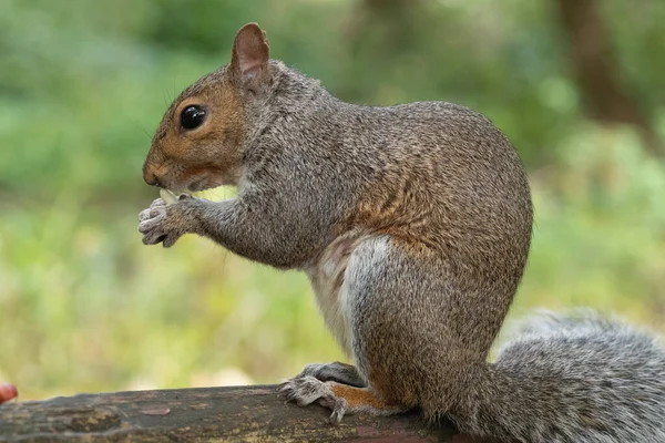 Portrait Eastern Gray Squirrel Sciurus Carolinensis Sitting Park Bench While — Stock Photo, Image