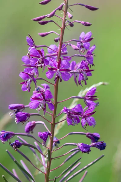 Fireweed 'i (chamaenerion angusifolium) çiçek açarken kapat