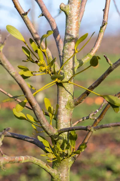 Großaufnahme Von Misteln Visscum Album Einem Apfelbaum — Stockfoto