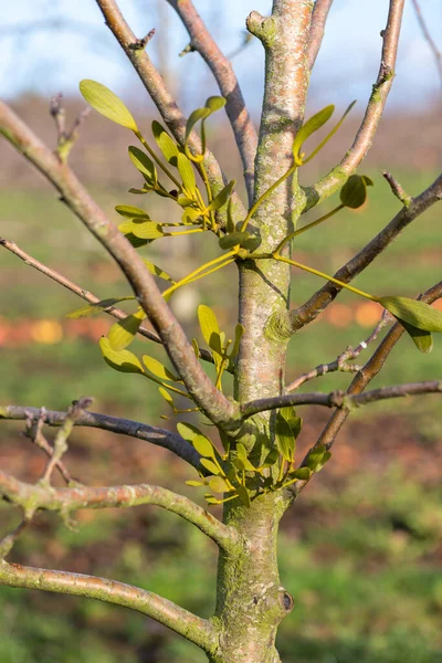 Großaufnahme Von Misteln Visscum Album Einem Apfelbaum — Stockfoto