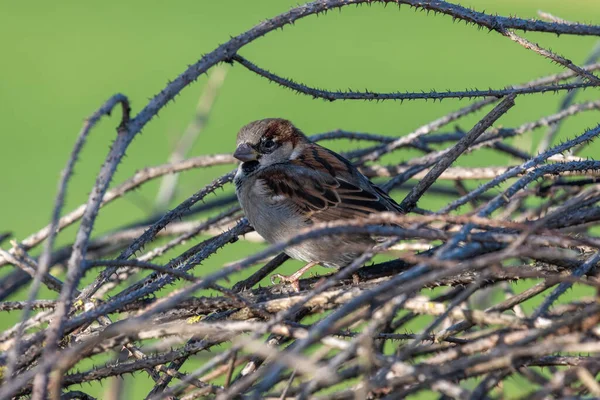 Portrait Moineau Passant Domesticus Perché Sur Une Branche — Photo