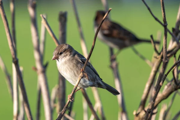 Portrait Sparrow Passer Domesticus Perching Branch — Stock Photo, Image