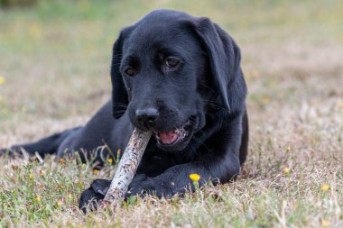 11 haftalık siyah bir Labrador 'un portresi bahçede sopayla oynuyor.