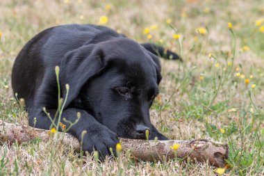 11 haftalık siyah Labrador köpeğinin portresi. Bahçede bir sopayla oynuyor.
